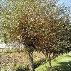 Common osier willow for sale  Delivered anywhere in UK