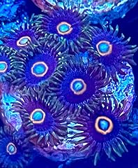 Live saltwater coral for sale  Delivered anywhere in USA 