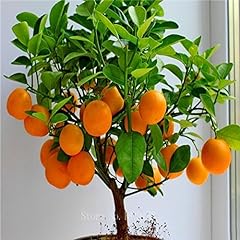 Cheap fruit seeds for sale  Delivered anywhere in USA 