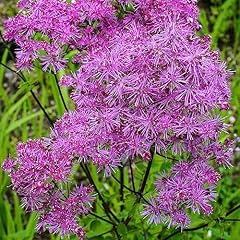Thalictrum black stockings for sale  Delivered anywhere in UK