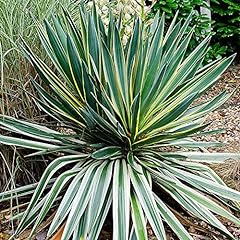 Yucca variegata variegated for sale  Delivered anywhere in Ireland