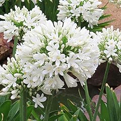 Agapanthus white superior for sale  Delivered anywhere in Ireland