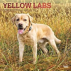 Yellow labrador retrievers for sale  Delivered anywhere in USA 
