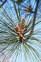 Generic loblolly pine for sale  Delivered anywhere in USA 