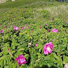 Hagebutte syltrose apfelrose gebraucht kaufen  Wird an jeden Ort in Deutschland