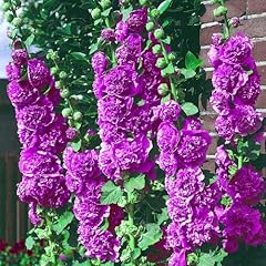 Hollyhock chaters violet for sale  Delivered anywhere in Ireland