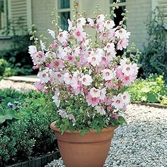 Lavatera barnsley baby for sale  Delivered anywhere in Ireland