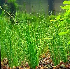 Eleocharis vivipara châtaigne d'occasion  Livré partout en France