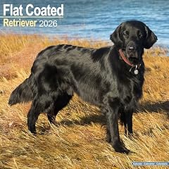 Flat coated retriever for sale  Delivered anywhere in UK