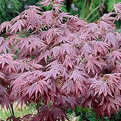 Acer palmatum atropurpureum for sale  Delivered anywhere in UK