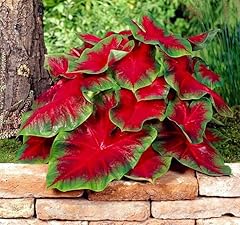 Florida cardinal caladium for sale  Delivered anywhere in USA 