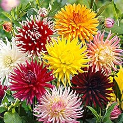 Dahlia cactus mixed for sale  Delivered anywhere in Ireland