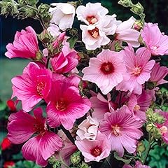Lavatera plants garden for sale  Delivered anywhere in Ireland