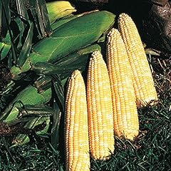 Park seed variety for sale  Delivered anywhere in USA 
