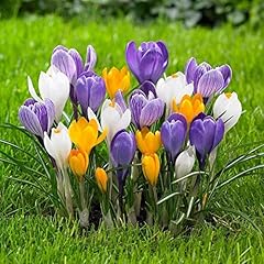 Crocus species mixed for sale  Delivered anywhere in UK
