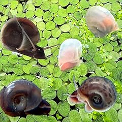 Live ramshorn snails for sale  Delivered anywhere in USA 