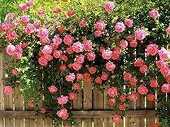 Pink climbing rose for sale  Delivered anywhere in USA 