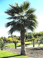 Washingtonia robusta mexican for sale  Delivered anywhere in USA 
