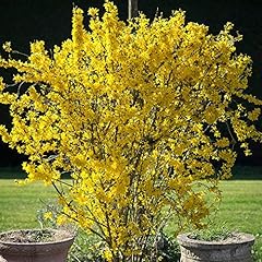 Forsythia flojor deciduous for sale  Delivered anywhere in Ireland