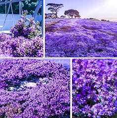 20000 creeping thyme for sale  Delivered anywhere in USA 