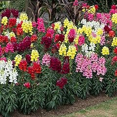 Antirrhinum sonnet mix for sale  Delivered anywhere in UK