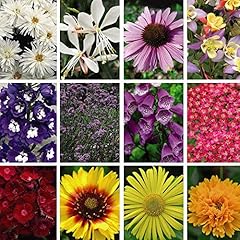 Nurseryman choice perennial for sale  Delivered anywhere in UK