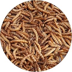 Walter meal worms for sale  Delivered anywhere in Ireland