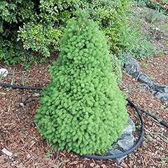 Picea glauca conica for sale  Delivered anywhere in UK
