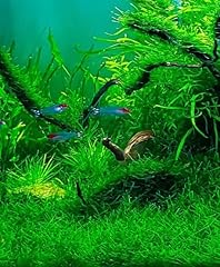 Java moss live for sale  Delivered anywhere in USA 