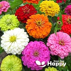 Giant zinnia dahlia for sale  Delivered anywhere in UK