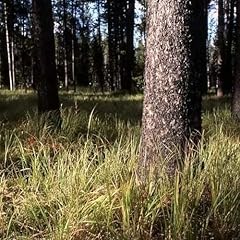Semi lodgepole pino gebraucht kaufen  Wird an jeden Ort in Deutschland