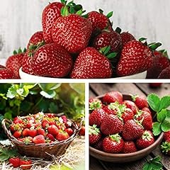 Strawberry fruit plants for sale  Delivered anywhere in Ireland