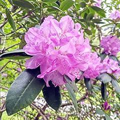 Rosebay rhododendron seeds for sale  Delivered anywhere in USA 