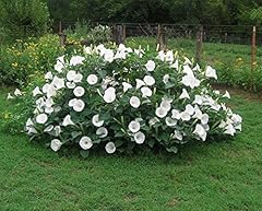 Fragrant moonflower bush for sale  Delivered anywhere in USA 