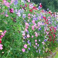 Pots sweet peas for sale  Delivered anywhere in UK