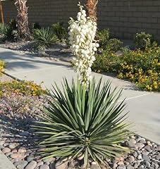 Yucca plant seeds for sale  Delivered anywhere in USA 