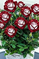 Chocolate white rose for sale  Delivered anywhere in UK