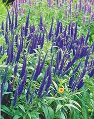 Veronica longifolia blauriesin gebraucht kaufen  Wird an jeden Ort in Deutschland