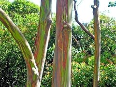 Eucalyptus deglupta rainbow d'occasion  Livré partout en France