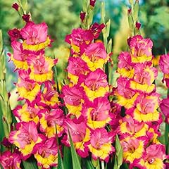 Gladioli far west for sale  Delivered anywhere in Ireland