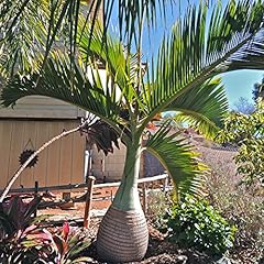 Bottle palm seeds for sale  Delivered anywhere in USA 