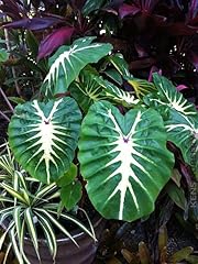 Colocasia white lava for sale  Delivered anywhere in UK
