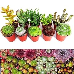 Sempervivum succulent plants for sale  Delivered anywhere in Ireland