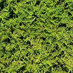 Living moss fresh for sale  Delivered anywhere in USA 