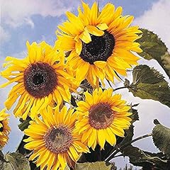 Sunflower russian giant for sale  Delivered anywhere in UK