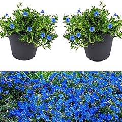 Lithodora blue plants for sale  Delivered anywhere in UK