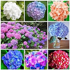 100 mixed hydrangea for sale  Delivered anywhere in USA 