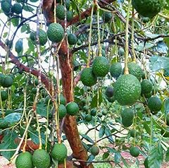 Hass avocado tree for sale  Delivered anywhere in USA 