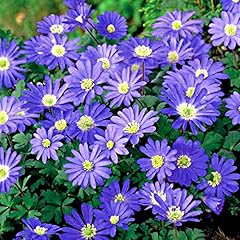 Anemone blanda blue for sale  Delivered anywhere in UK