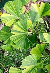 Dwarf variegated ginkgo for sale  Delivered anywhere in USA 